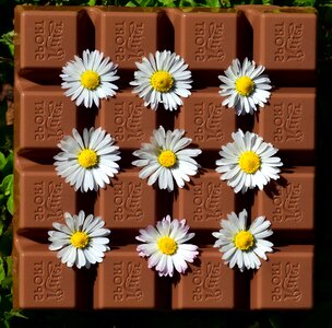 Beautiful Flowers biscuit blooming
