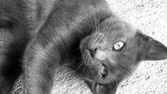 Animals feline black white photo