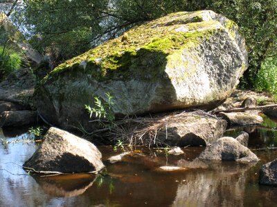 Moss nature summer