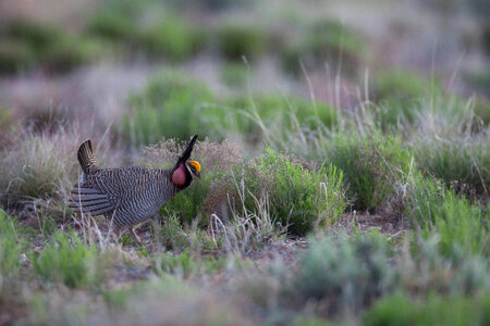 Lesser Prairie-Chicken-1 photo