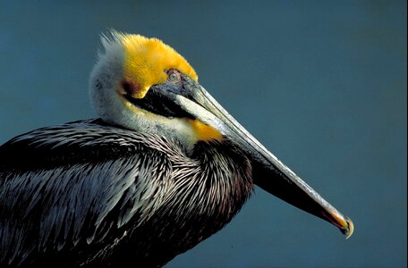 Bird brown pelican photo
