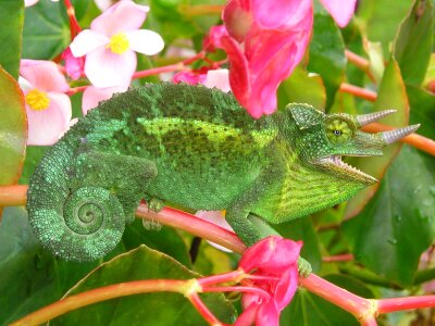 Jackson's chameleon animal nature photo