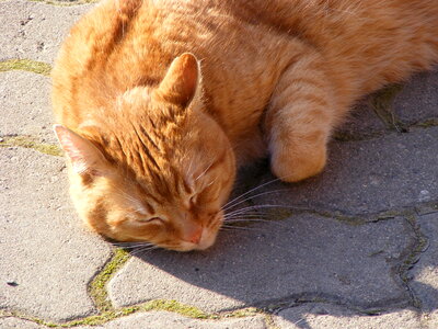 Sleeping tabby cat photo