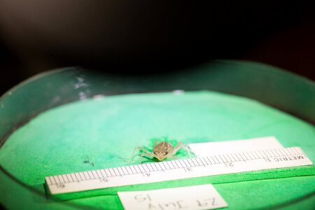 Hine's emerald dragonfly being measured