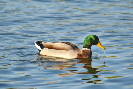 Beak beautiful image colorful