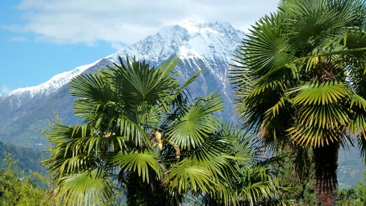 Palm trees panorama mountains photo