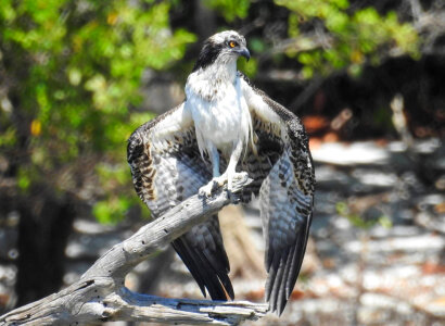 Osprey-3