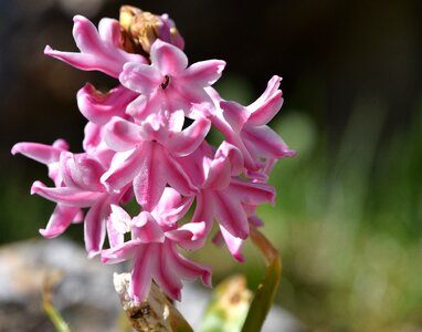 Pink plant spring flower