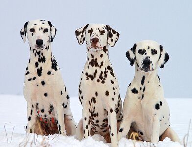 Pets domestic canine