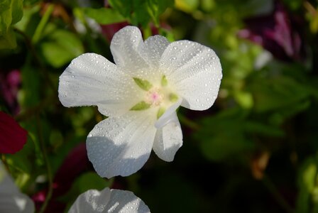 Anemones leaf nature photo