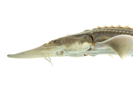 Juvenile pallid sturgeon -5 photo