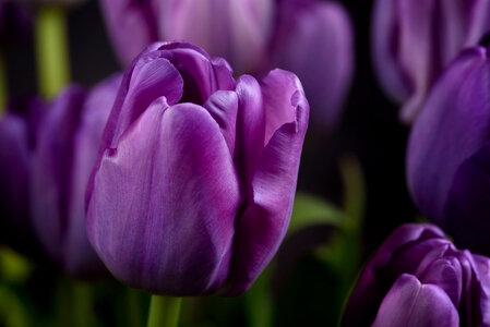 Purple Flowers Close Up photo