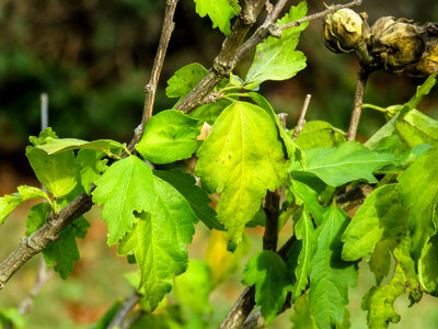 Hibiscus Leaves photo