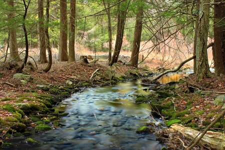 Creek ecology environment photo