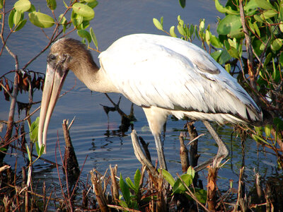 Wood stork-1 photo