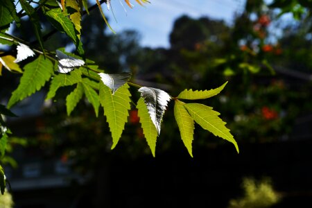Plant leaf sunlight photo