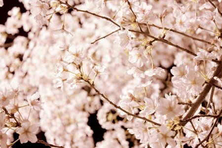Nature spring night