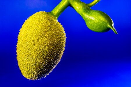 Jack fruit tropical close up photo