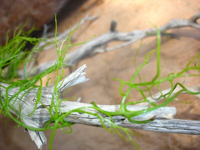 Natural algae biology
