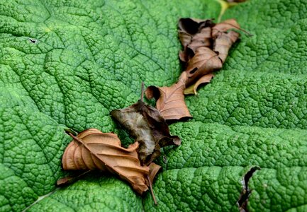 Autumn dry wither photo