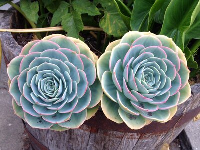 Succulents plant flower