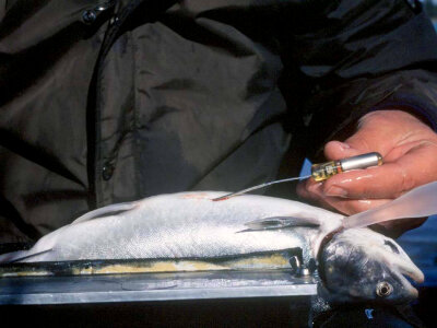 Inserting radio transmitter on a dolley varden