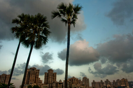 Palm Trees City photo