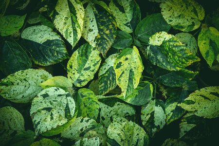 Green leaves background photo