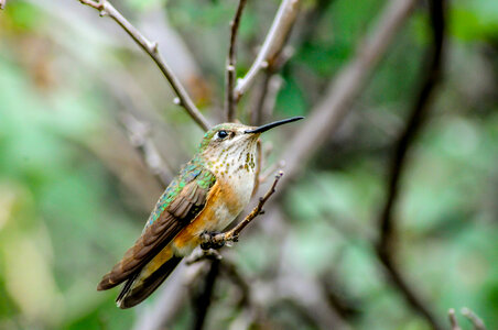 Female Rufous hummingbird on twig-2