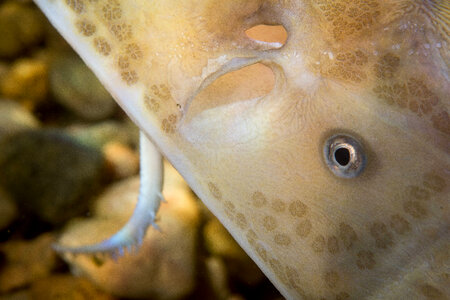 Pallid Sturgeon-1