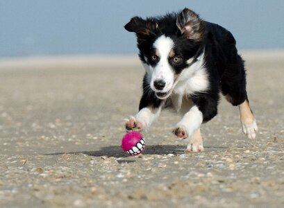 Collie beach dog