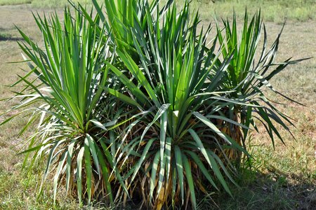 Desert Plant exotic botanical photo