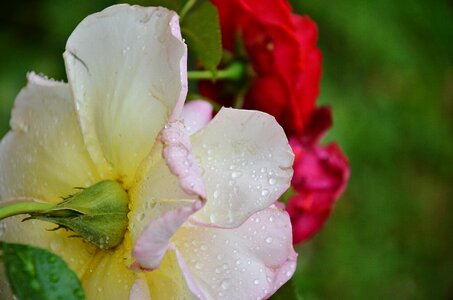 Drops petals white