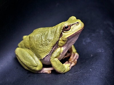 Green Frog photo