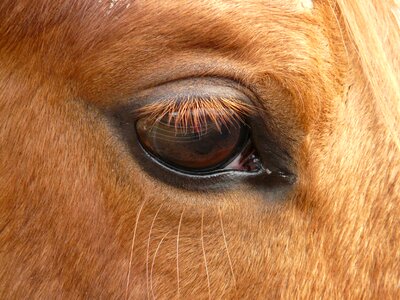 Eye animal eyelashes