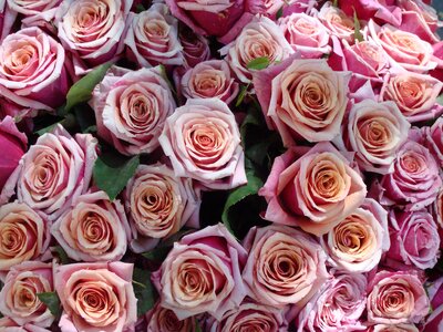 Flowers romantic blossom