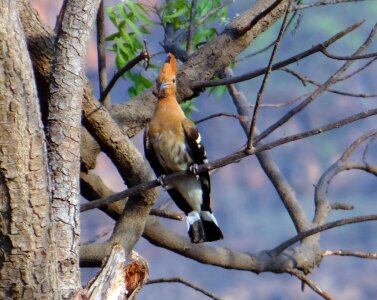 Migratory upupa epops perched photo