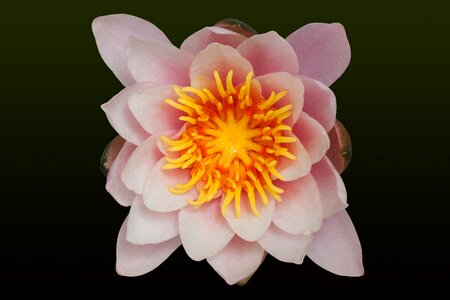 Aquatic plants petals white