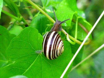 Animal mollusk nature