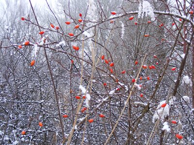 Branches white frosty photo