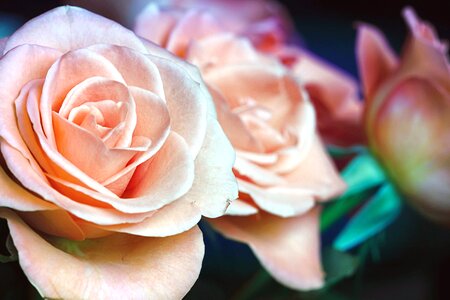 Beautiful Photo blossom bouquet