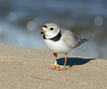 Piping Plover banded photo