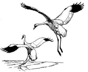 Bird illustration 