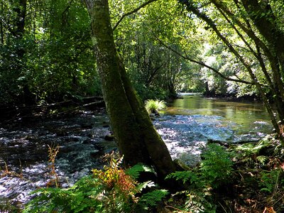 Birch creek ecology