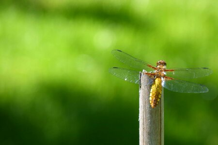 Animal arthropod beautiful image photo