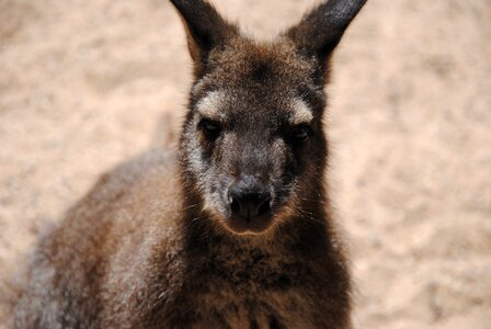 Outback australia wildlife