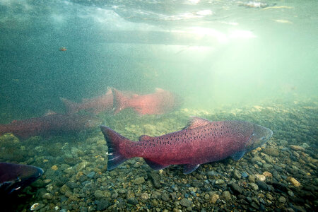 Chinook salmon migrating-4