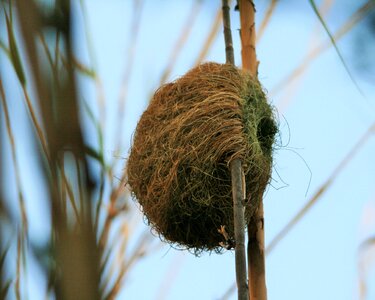 Thick-billed brown weaver nature egg photo