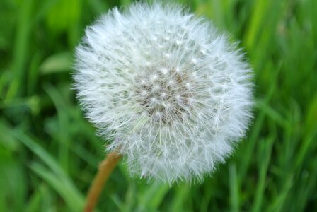 Bloom macro spring