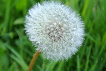 Bloom macro spring photo